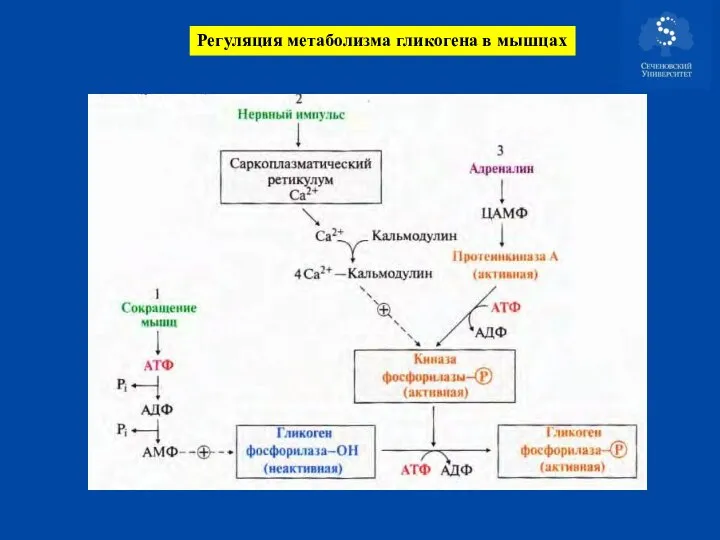 Регуляция метаболизма гликогена в мышцах