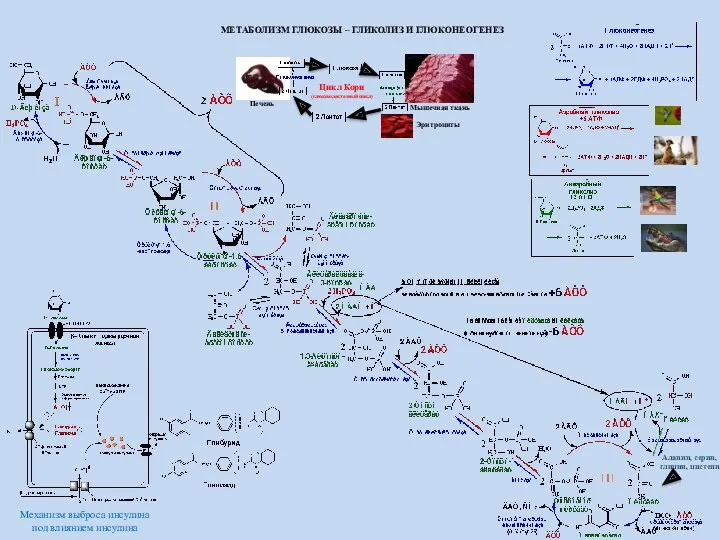 МЕТАБОЛИЗМ ГЛЮКОЗЫ – ГЛИКОЛИЗ И ГЛЮКОНЕОГЕНЕЗ Мышечная ткань Печень Эритроциты Цикл Кори (глюкозолактазный