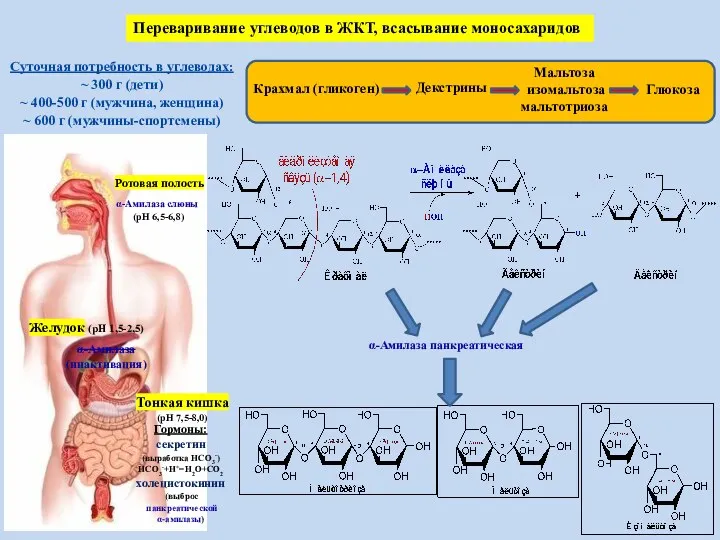 Суточная потребность в углеводах: ~ 300 г (дети) ~ 400-500