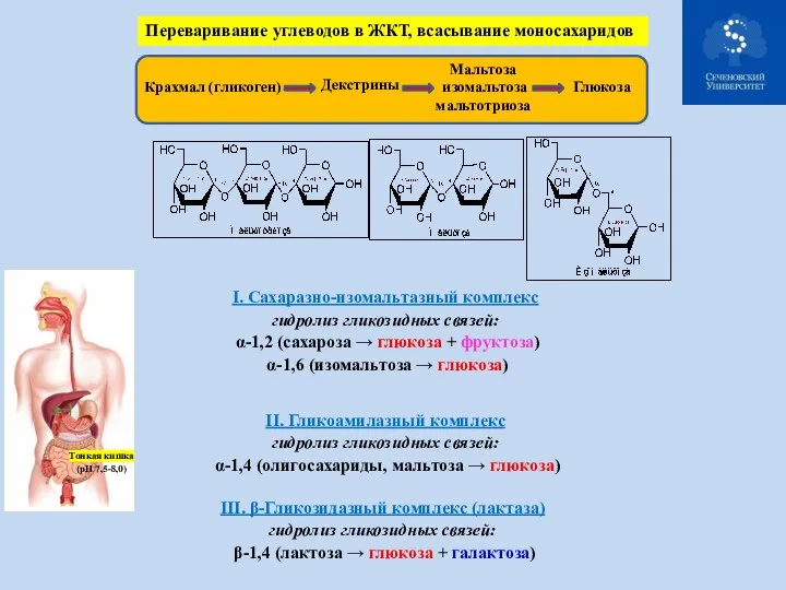 Переваривание углеводов в ЖКТ, всасывание моносахаридов Крахмал (гликоген) Декстрины Мальтоза изомальтоза мальтотриоза Глюкоза