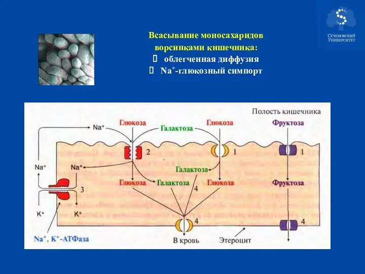 Всасывание моносахаридов ворсинками кишечника: облегченная диффузия Na+-глюкозный симпорт