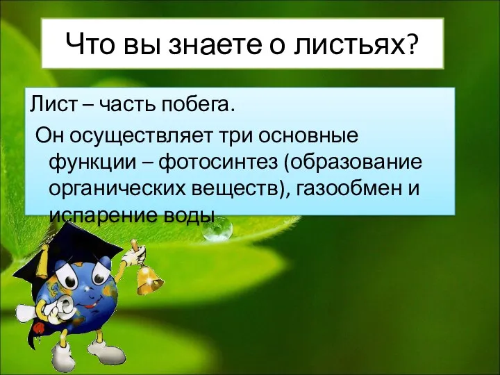 Что вы знаете о листьях? Лист – часть побега. Он