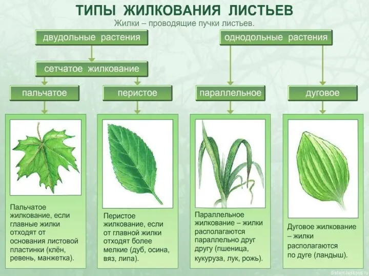 Жилкование листа