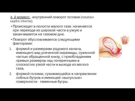 4- й момент - внутренний поворот головки (rotation capitis interna).