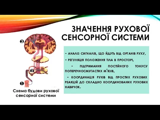 ЗНАЧЕННЯ РУХОВОЇ СЕНСОРНОЇ СИСТЕМИ Cхема будови рухової сенсорної системи