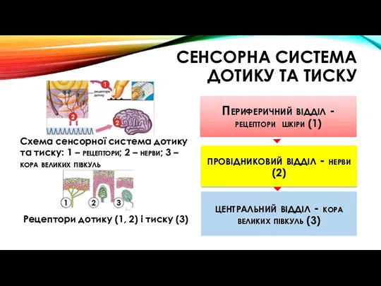 СЕНСОРНА СИСТЕМА ДОТИКУ ТА ТИСКУ Схема сенсорної система дотику та