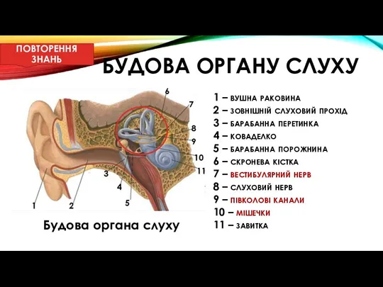 1 – вушна раковина 2 – зовнішній слуховий прохід 3