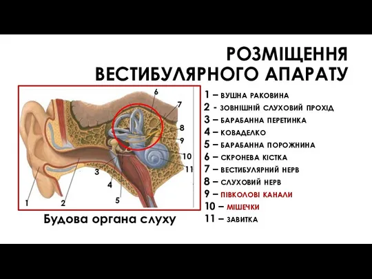 1 – вушна раковина 2 - зовнішній слуховий прохід 3