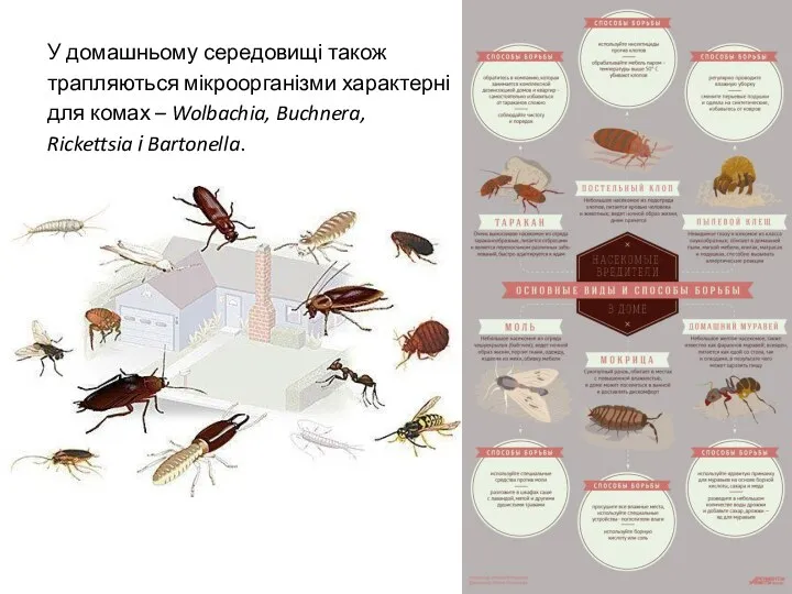 У домашньому середовищі також трапляються мікроорганізми характерні для комах – Wolbachia, Buchnera, Rickettsia і Bartonella.