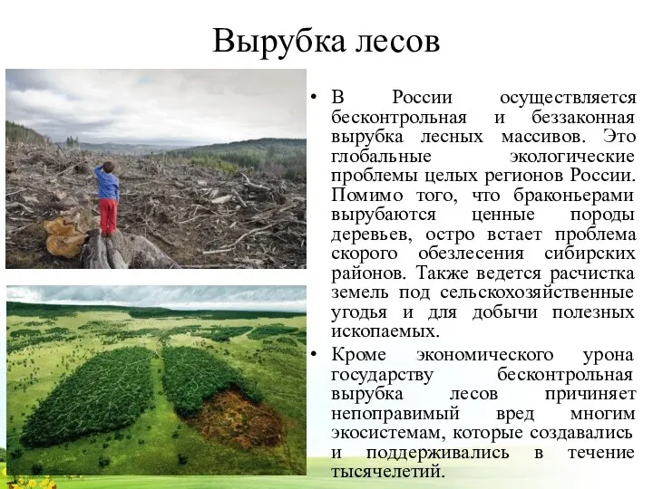 Вырубка лесов В России осуществляется бесконтрольная и беззаконная вырубка лесных