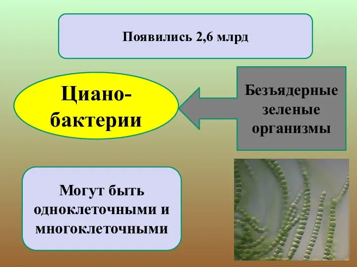 Циано- бактерии Появились 2,6 млрд Могут быть одноклеточными и многоклеточными Безъядерные зеленые организмы