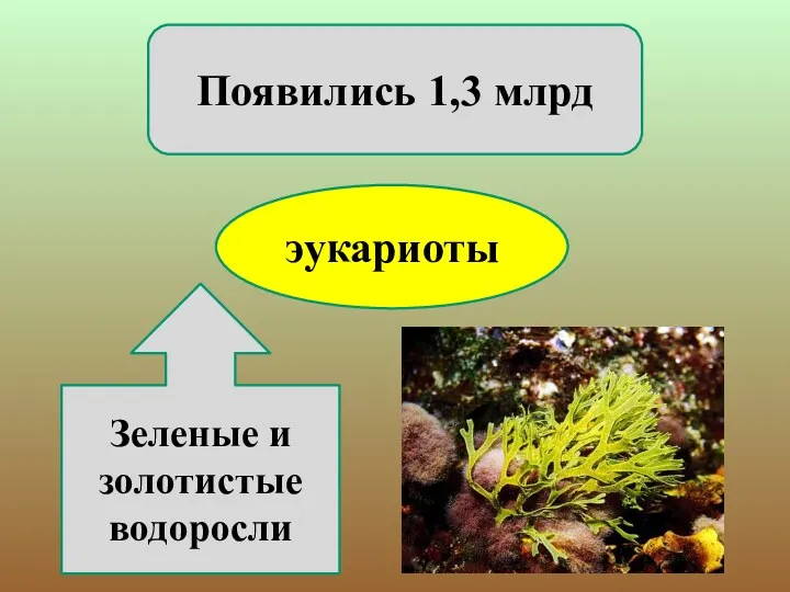 эукариоты Появились 1,3 млрд Зеленые и золотистые водоросли