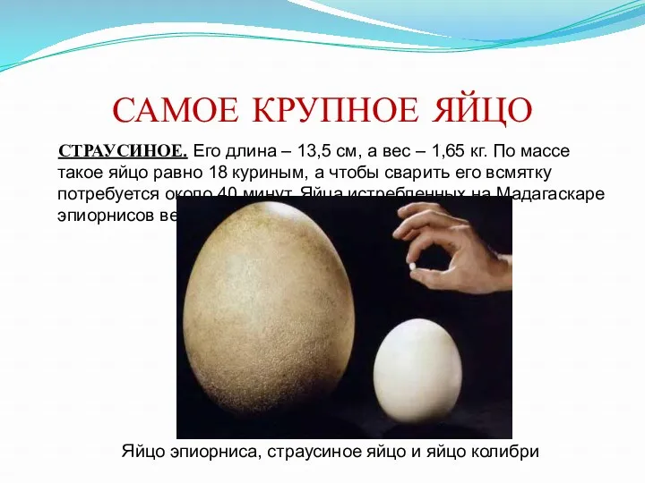 САМОЕ КРУПНОЕ ЯЙЦО СТРАУСИНОЕ. Его длина – 13,5 см, а вес – 1,65