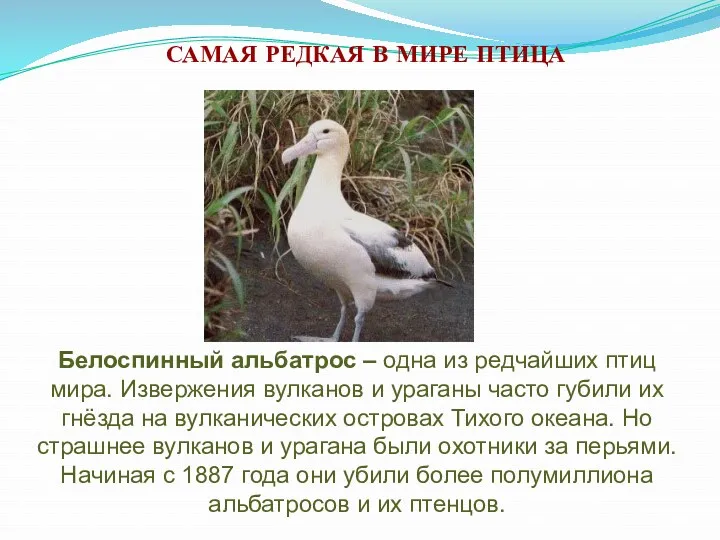 САМАЯ РЕДКАЯ В МИРЕ ПТИЦА Белоспинный альбатрос – одна из редчайших птиц мира.