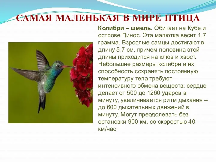 САМАЯ МАЛЕНЬКАЯ В МИРЕ ПТИЦА Колибри – шмель. Обитает на Кубе и острове