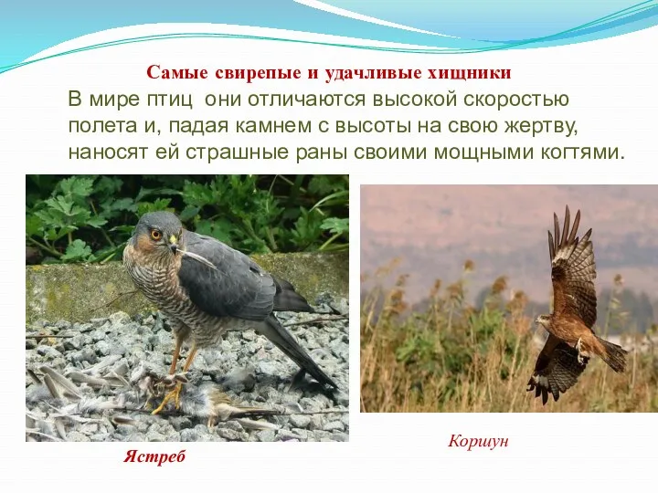 Самые свирепые и удачливые хищники Коршун Ястреб В мире птиц они отличаются высокой