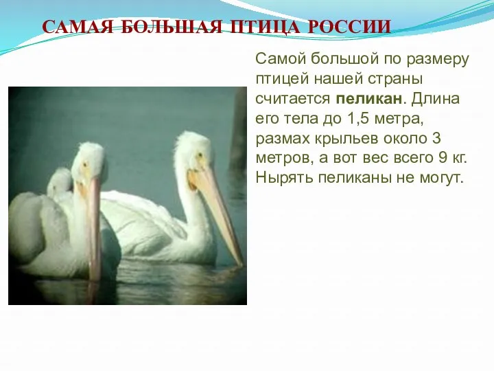 САМАЯ БОЛЬШАЯ ПТИЦА РОССИИ Самой большой по размеру птицей нашей страны считается пеликан.