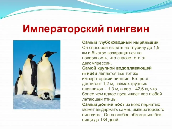 Императорский пингвин Самый глубоководный ныряльщик. Он способен нырять на глубину до 1,5 км