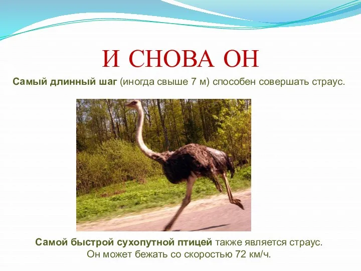 И СНОВА ОН Самый длинный шаг (иногда свыше 7 м) способен совершать страус.