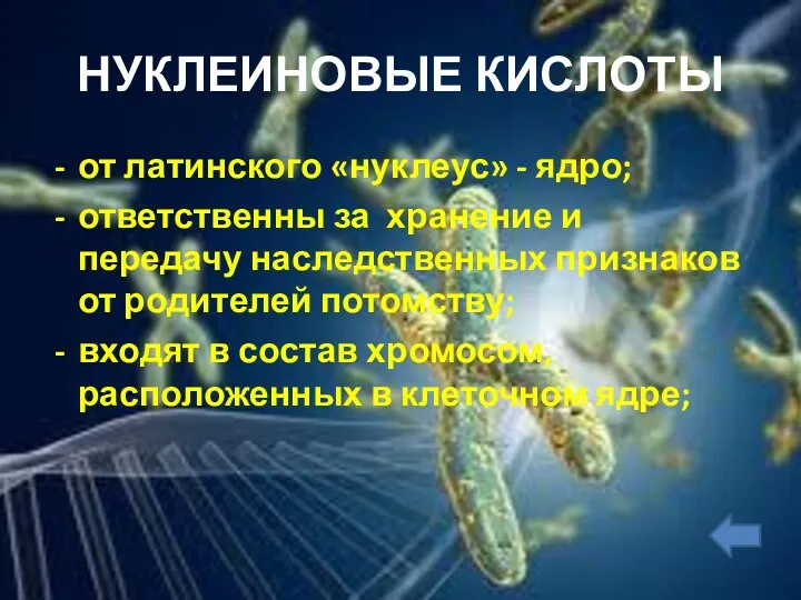 НУКЛЕИНОВЫЕ КИСЛОТЫ от латинского «нуклеус» - ядро; ответственны за хранение