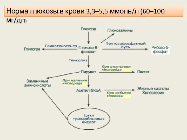 Норма глюкозы в крови 3,3–5,5 ммоль/л (60–100 мг/дл)