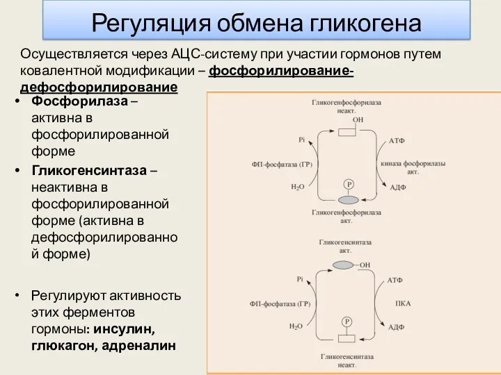 Регуляция обмена гликогена Фосфорилаза – активна в фосфорилированной форме Гликогенсинтаза