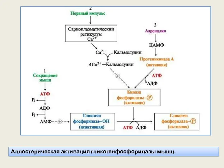 Аллостерическая активация гликогенфосфорилазы мышц.