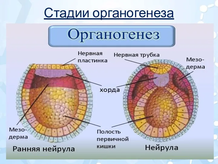 Стадии органогенеза