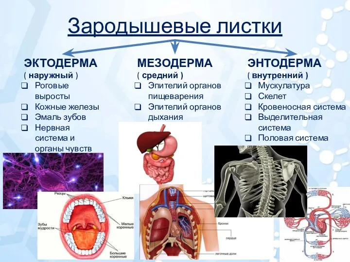 Зародышевые листки ЭКТОДЕРМА ( наружный ) Роговые выросты Кожные железы