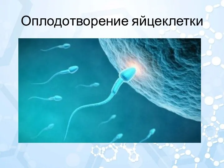 Оплодотворение яйцеклетки