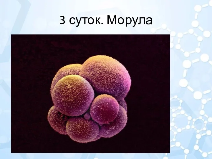 3 суток. Морула