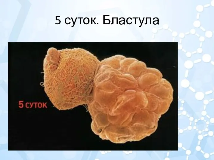 5 суток. Бластула