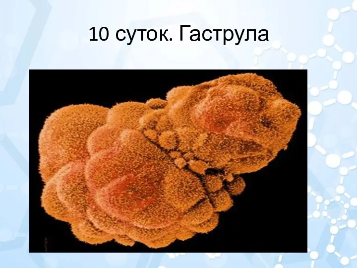 10 суток. Гаструла