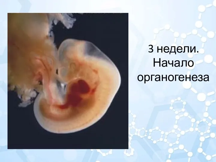 3 недели. Начало органогенеза