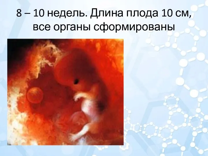 8 – 10 недель. Длина плода 10 см, все органы сформированы