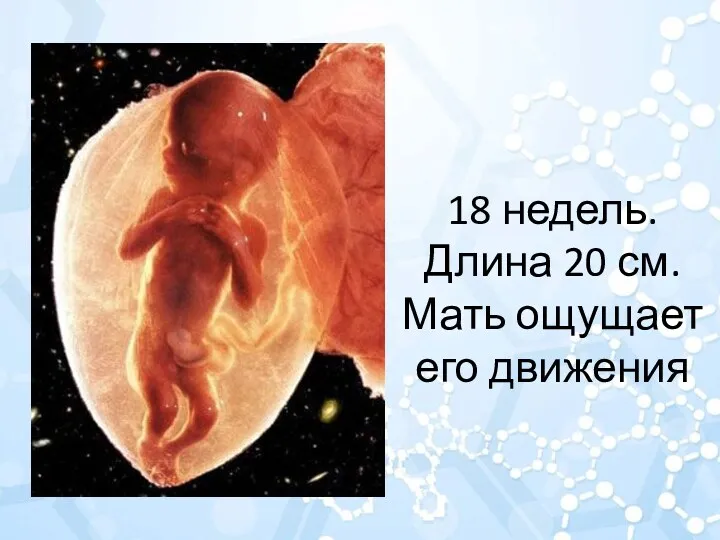 18 недель. Длина 20 см. Мать ощущает его движения