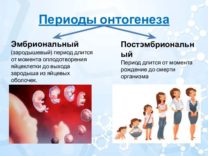 Периоды онтогенеза Эмбриональный (зародышевый) период длится от момента оплодотворения яйцеклетки