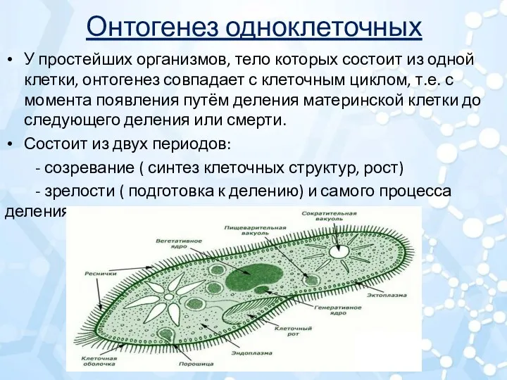 Онтогенез одноклеточных У простейших организмов, тело которых состоит из одной