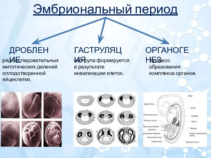 Эмбриональный период ДРОБЛЕНИЕ ГАСТРУЛЯЦИЯ ОРГАНОГЕНЕЗ ряд последовательных митотических делений оплодотворенной