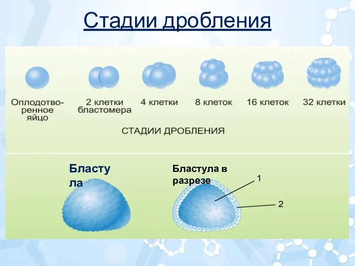 Стадии дробления Бластула Бластула в разрезе