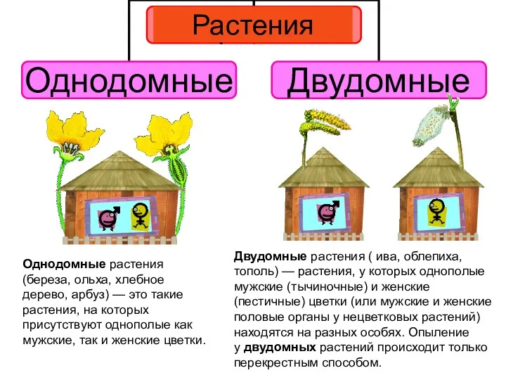 Однодомные растения (береза, ольха, хлебное дерево, арбуз) — это такие