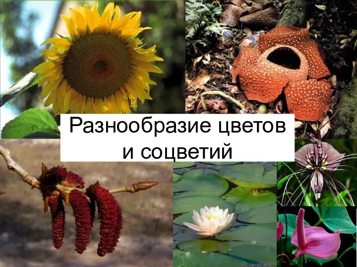 Разнообразие цветов и соцветий