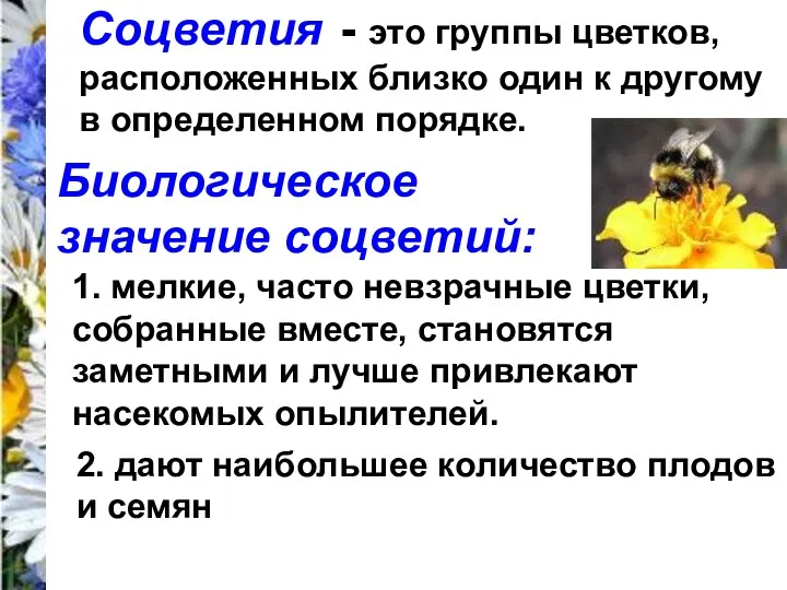 Соцветия - это группы цветков, расположенных близко один к другому