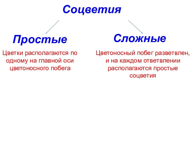 Соцветия Простые Сложные Цветки располагаются по одному на главной оси