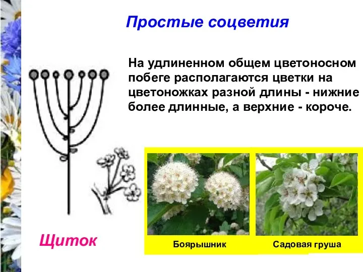 Простые соцветия Щиток На удлиненном общем цветоносном побеге располагаются цветки