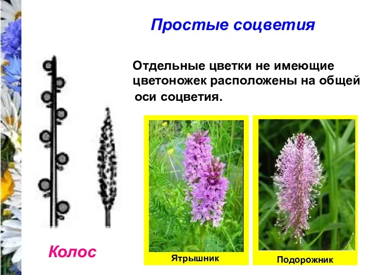 Простые соцветия Колос Отдельные цветки не имеющие цветоножек расположены на общей оси соцветия. Подорожник Ятрышник