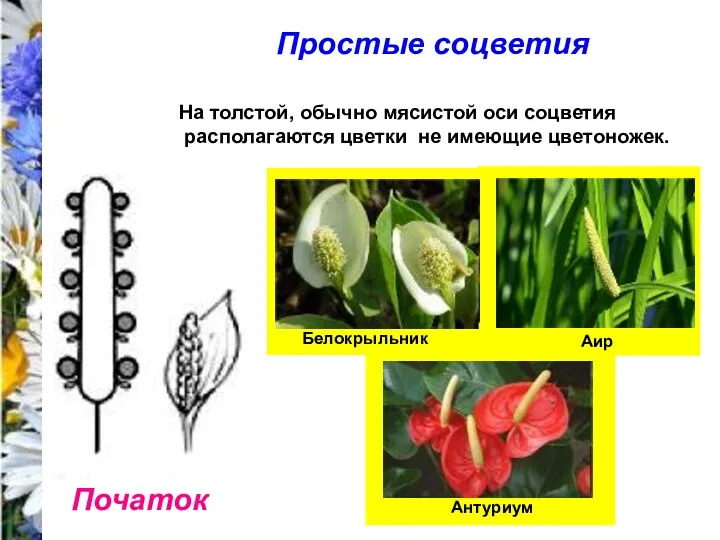 Простые соцветия Початок На толстой, обычно мясистой оси соцветия располагаются