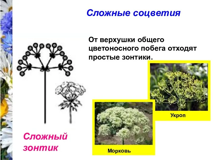 Укроп Сложные соцветия Сложный зонтик От верхушки общего цветоносного побега отходят простые зонтики. Морковь