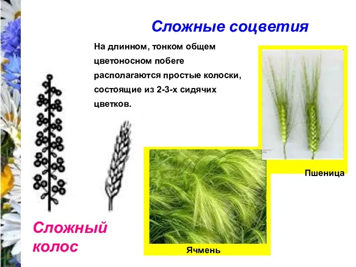 Сложные соцветия Сложный колос На длинном, тонком общем цветоносном побеге