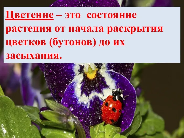 Цветение – это состояние растения от начала раскрытия цветков (бутонов) до их засыхания.